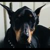 doberman26